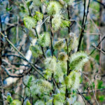 Bildnachweis 66 Nahaufnahme von gelblich-weißen, flauschigen Weidenkätzchen einer Palmweide an dünnen Zweigen vor einem hellen, natürlichen Hintergrund.