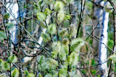 Nahaufnahme von gelblich-weißen, flauschigen Weidenkätzchen einer Palmweide an dünnen Zweigen vor einem hellen, natürlichen Hintergrund.