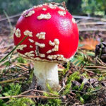 Bildnachweis 50 Ein kleiner, kugelrunder roter Fliegenpilz mit wenigen weißen Flocken wächst auf dem Waldboden zwischen grünen Moospolstern und braunen Kiefernnadeln.