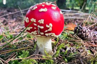 Ein kleiner, kugelrunder roter Fliegenpilz mit wenigen weißen Flocken wächst auf dem Waldboden zwischen grünen Moospolstern und braunen Kiefernnadeln.