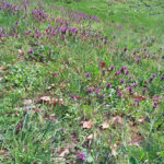 Bildnachweis 61 Eine weite Wiese mit vielen blühenden purpurroten Taubnesseln zwischen grünen Gräsern und trockenen Blättern im hellen Sonnenlicht.