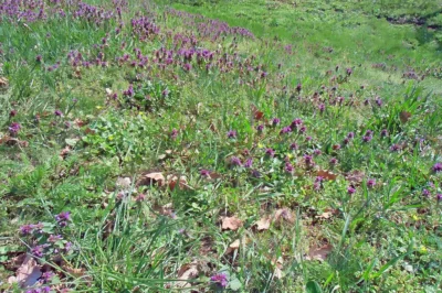 Eine weite Wiese mit vielen blühenden purpurroten Taubnesseln zwischen grünen Gräsern und trockenen Blättern im hellen Sonnenlicht.