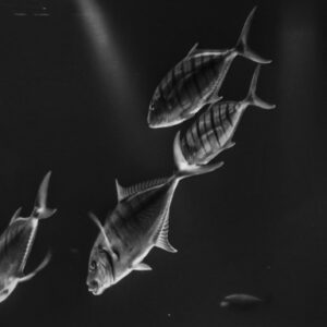 Wunder Des Lebens - Fischschwarm