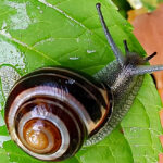 Bildnachweis 14 Nahaufnahme einer Bänderschnecke auf grünem Blatt im feuchten Wald – detailreiche Naturfotografie