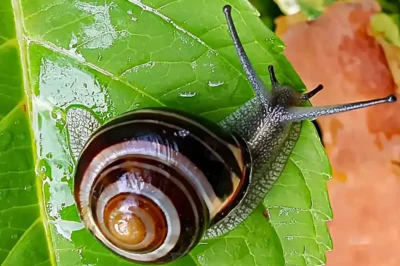 Nahaufnahme einer Bänderschnecke auf grünem Blatt im feuchten Wald – detailreiche Naturfotografie