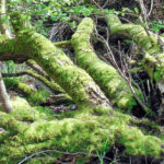 Bildnachweis 72 Mehrere liegende, morsche Baumstämme am Wegesrand, die vollständig mit dickem, leuchtend grünem Moos bewachsen sind, umgeben von jungen Trieben.