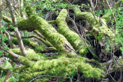 Mehrere liegende, morsche Baumstämme am Wegesrand, die vollständig mit dickem, leuchtend grünem Moos bewachsen sind, umgeben von jungen Trieben.