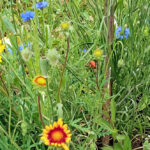 Bildnachweis 70 Ein farbenfroher Blühstreifen mit blauen Kornblumen und gelb-roten Kokardenblumen zwischen hohen grünen Gräsern im Sommer.
