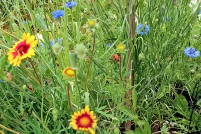 Ein farbenfroher Blühstreifen mit blauen Kornblumen und gelb-roten Kokardenblumen zwischen hohen grünen Gräsern im Sommer.