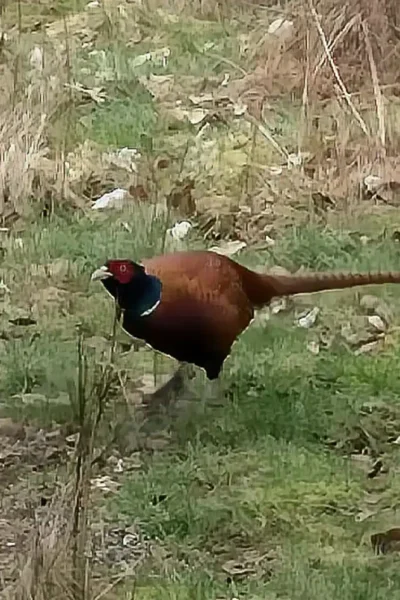 Farbenprächtiger Fasanenhahn auf einer Wiese in der heimischen Tierwelt.
