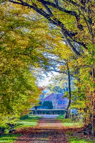Feldweg im Herbstlaub unter einer Blätterallee mit Blick in die folgende Ortschaft