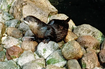 Eurasischer Fischotter mit nassem Fell sitzt auf großen Steinen am Flussufer in der Nahaufnahme.
