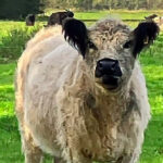 Bildnachweis 1 Weißes Galloway-Rind mit schwarzen Ohren steht auf einer grünen Weide im Sonnenschein.