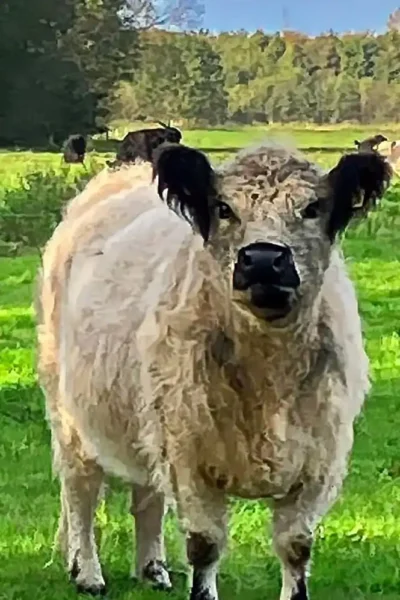 Weißes Galloway-Rind mit schwarzen Ohren steht auf einer grünen Weide im Sonnenschein.
