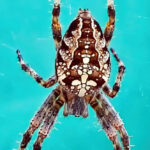Bildnachweis 7 Gartenkreuzspinne mit markanter Zeichnung im Netz vor türkisblauem Hintergrund in der Makroaufnahme.