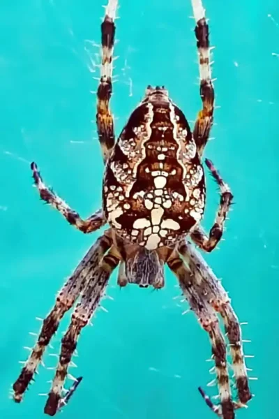Gartenkreuzspinne mit markanter Zeichnung im Netz vor türkisblauem Hintergrund in der Makroaufnahme.