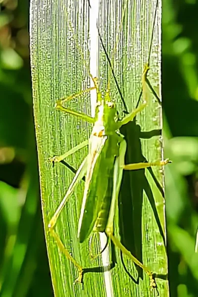 Grüne Eichen-Meconeme sitzt auf einem Grashalm im hellen Sonnenlicht mit markantem Schatten.