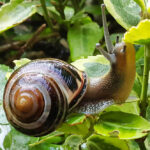 Bildnachweis 8 Hain-Bänderschnecke kriecht mit ausgestreckten Fühlern über nasse grüne Blätter.