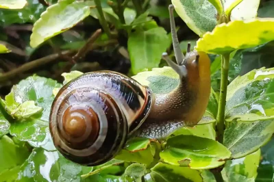 Hain-Bänderschnecke kriecht mit ausgestreckten Fühlern über nasse grüne Blätter.
