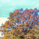 Bildnachweis 87 Buntes Blattwerk einer Eiche im Herbst in Wiesen stehend vor blauem Himmel mit Schleierwolken.
