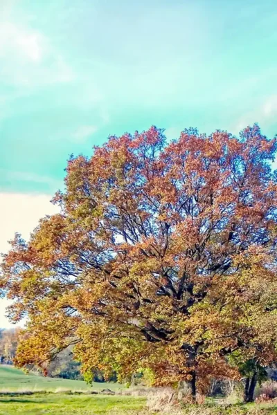 Buntes Blattwerk einer Eiche im Herbst in Wiesen stehend vor blauem Himmel mit Schleierwolken.