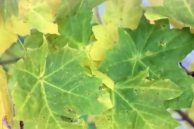Nahaufnahme von übereinanderliegenden Ahornblättern am Wegesrand, die sich von sattem Grün in leuchtendes Gelb verfärben.