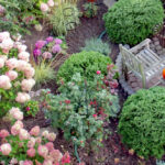 Bildnachweis 86 Hortensien im Vorgarten mit rosa Blüten.