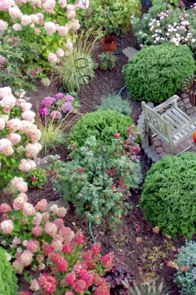 Hortensien im Vorgarten mit rosa Blüten.