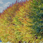 Bildnachweis 85 Herbstbaum in bunter Blättervielfalt in Hittfeld Goldener Oktober