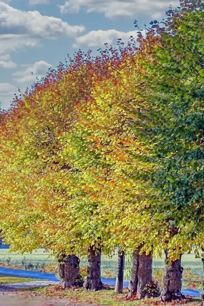 Herbstbaum in bunter Blättervielfalt in Hittfeld Goldener Oktober