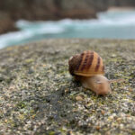 Bildnachweis 12 Braun gestreifte Landschnecke auf Felsen an der englischen Küste – stimmungsvolle Naturaufnahme.