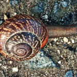 Bildnachweis 16 Gefleckte Weinbergschnecke kriecht über sandigen Waldboden in der Nahaufnahme.