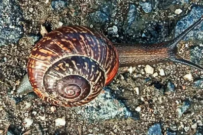 Gefleckte Weinbergschnecke kriecht über sandigen Waldboden in der Nahaufnahme.
