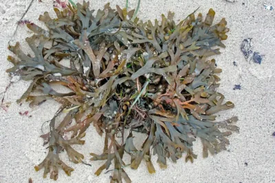Brauntang-Alge (Blasentang) auf hellem Sandstrand an der Meeresküste im Detail.