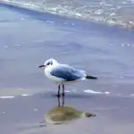 Bildnachweis 34 Lachmöwe im Schlichtkleid am nassen Sandstrand mit Spiegelung im flachen Ostseewasser