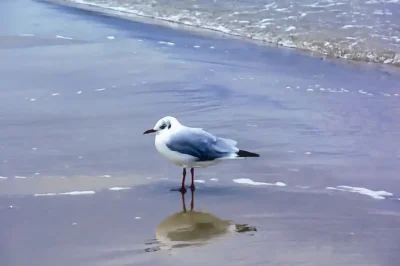 Lachmöwe im Schlichtkleid am nassen Sandstrand mit Spiegelung im flachen Ostseewasser