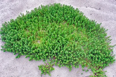 Grüner Mauerpfeffer (Scharfer Fetthenne-Sukkulent) wächst als dichtes Polster auf hellem Strandsand der Küste.
