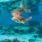 Bildnachweis 23 Grüne Meeresschildkröte schwimmt im klaren, türkisfarbenen Wasser über einem Riff mit Spiegelung an der Oberfläche.