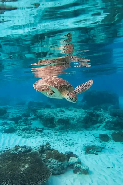 Grüne Meeresschildkröte schwimmt im klaren, türkisfarbenen Wasser über einem Riff mit Spiegelung an der Oberfläche.