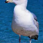 Bildnachweis 22 Möwe im Profil auf verwittertem Holzsteg vor dem tiefblauen Meerwasser der Ostküste im Detail.