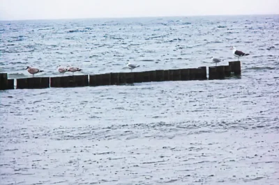Möwen (darunter eine Mantelmöwe) rasten auf einer hölzernen Buhne im welligen Ostseewasser nahe der Küste.