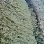 Bildnachweis 24 Klares, flaches Meerwasser spült über sandige Rippelmarken (Sandwellen) am Küstenstrand im Detail.