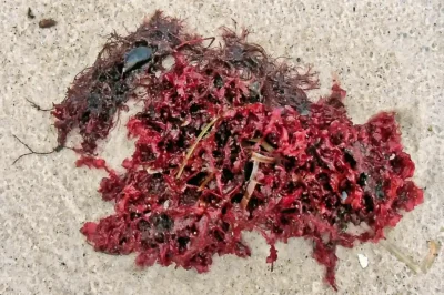 Angespülte rote Rotalgen und dunkler Meerestang flach auf feinkörnigem, hellem Strandsand im Detail.