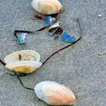 Bildnachweis 31 Geöffnete Sandkläffmuscheln und blaue Muschelfragmente im feuchten Sandstrand mit Algenfäden im Detail.