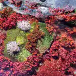 Bildnachweis 35 Farbenprächtige Seeanemonen und rote Algen auf einem von grünem Moos bewachsenen Unterwasserfelsen im Detail.