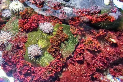 Farbenprächtige Seeanemonen und rote Algen auf einem von grünem Moos bewachsenen Unterwasserfelsen im Detail.