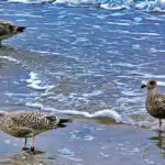 Bildnachweis 33 Drei junge Silbermöwen im gepunkteten Jugendkleid im flachen Nord- oder Ostseewasser am Spülsaum des Strandes