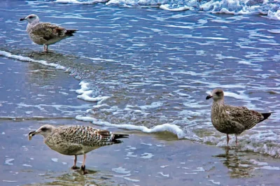 Drei junge Silbermöwen im gepunkteten Jugendkleid im flachen Nord- oder Ostseewasser am Spülsaum des Strandes