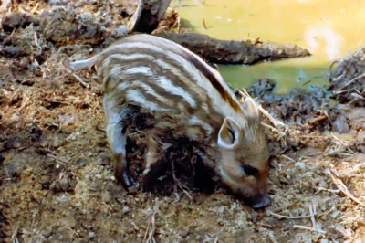 Frischling mit typischen Streifen sucht im Schlamm am Ufer nach Futter.