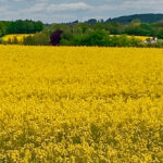 Bildnachweis 83 Rapsfelder in gelber Blüte mit leicht bewölktem aber blauem Himmel